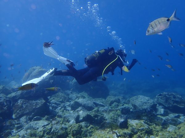 buceo con pez